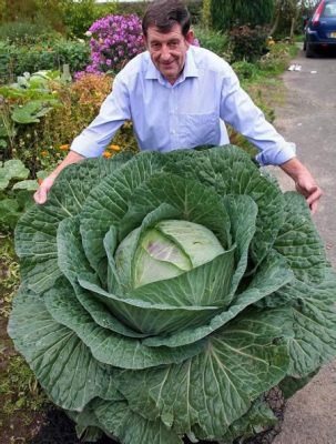 ブロッコリー キャベツ：野菜の世界における二つの巨人